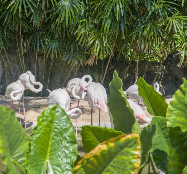 A flock of pink flamingos at the zoo. — Stock Photo, Image