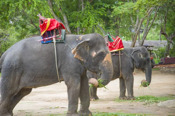Elefantes esperando turistas . — Foto de Stock