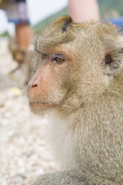 Singe - singe rhésus sur une île tropicale . — Photo