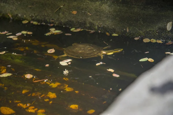 Una piccola tartaruga acquatica che galleggia nello stagno . — Foto Stock