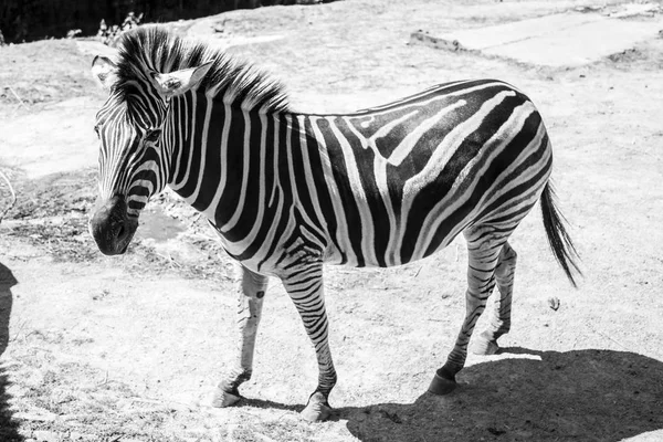 Ein einsames Zebra in der Savanne. — Stockfoto