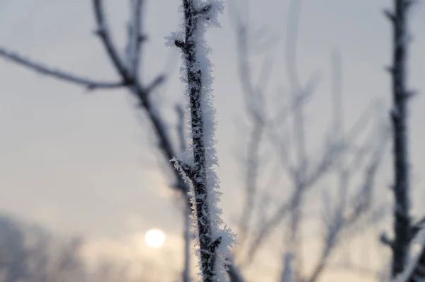 Śnieżynka na gałęzi — Zdjęcie stockowe