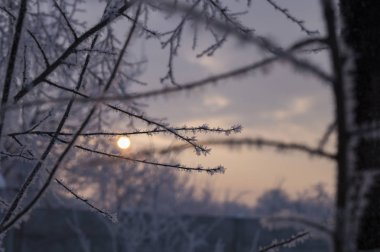 Kar tanesi üzerinde şube