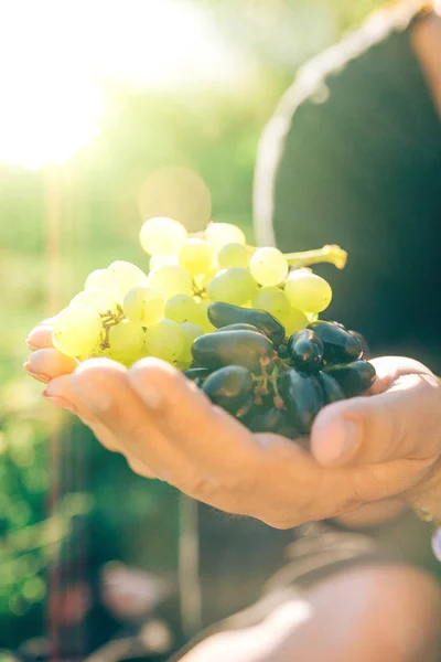 Closeup with hands full of grapes, on blurred green background