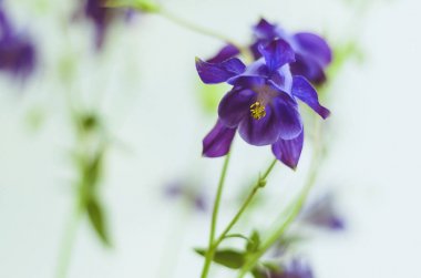 Blue Bell'de çiçek, çiçek vurdu bir makro olarak dar alan derinliği, beyaz bir arka plan izole.