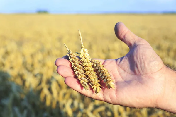 Drie spikelets van Golden tarwe in mannelijke handen op het gebied van de achtergrond van rijpe tarwe. Landbouw, zomer. — Stockfoto