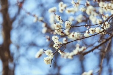Kayısı çiçeği. Taze bahar arka plan