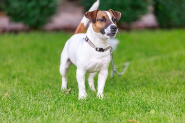 mutlu köpek dışında oynarken,