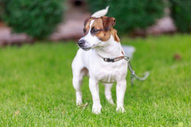 mutlu köpek dışında oynarken,