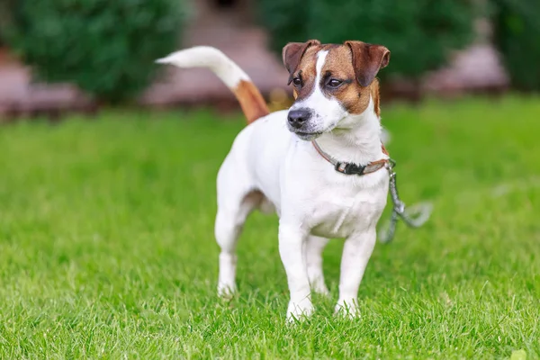 mutlu köpek dışında oynarken,