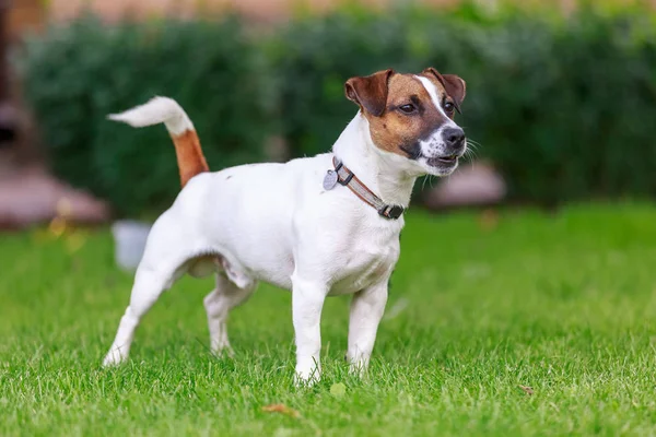 mutlu köpek dışında oynarken,