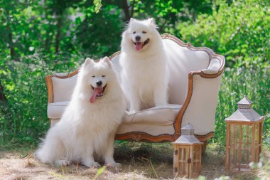 beyaz köpek bahçede kanepeler üzerinde oturan