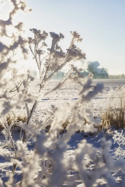 a branch of frozen flower heads stood together in the fog of winter.