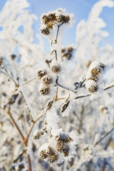 a branch of frozen flower heads stood together in the fog of winter.