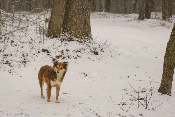 a dog alone in the woods in the winter. Snowing. A homeless animal. Humanism. Animal protection