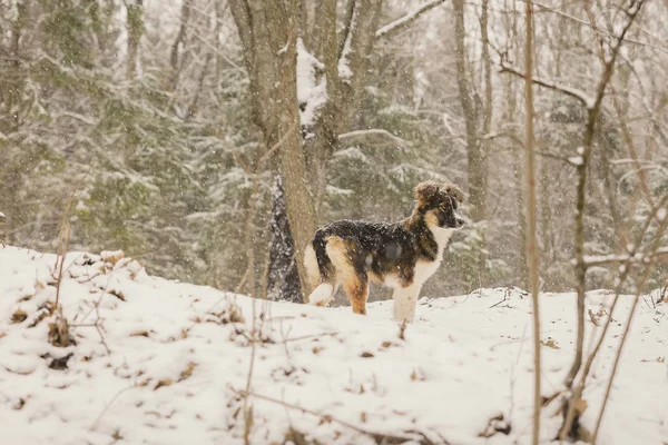 A dog alone in the woods in the winter. Snowing. A homeless animal. Humanism. Animal protection — Stock Photo, Image