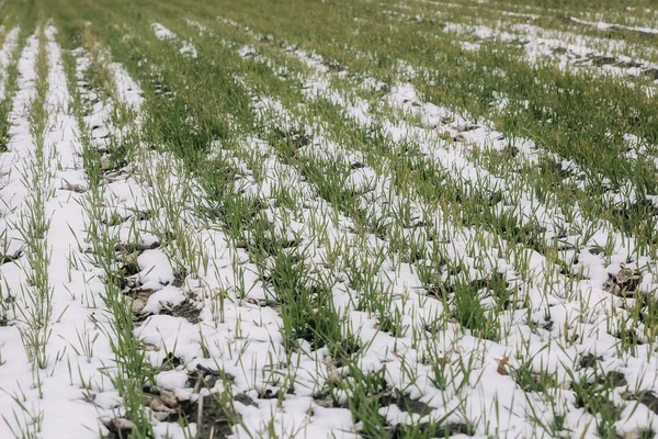 Gebied van de landbouw van wintertarwe onder de sneeuw en mist. De groene rijen van jonge tarwe op de witte achtergrond. — Stockfoto