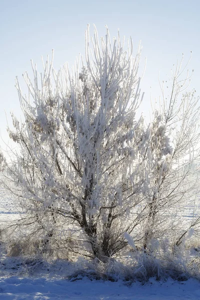 Fallen tree branches after snow storm — Stock Photo, Image