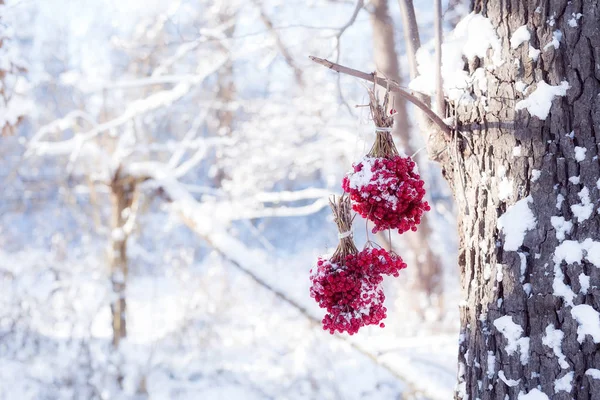 Mrożone Viburnum pod Snow Zima. Kalina w śniegu. Jesień i śniegu. Piękna zima. Zimowy wiatr. Sople. Mróz — Zdjęcie stockowe