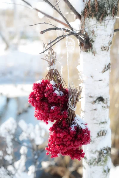 Winter gefrorenes Viburnum unter Schnee. viburnum im Schnee. Herbst und Schnee. schöner Winter. Winterwind. Eiszapfen. Frost lizenzfreie Stockfotos