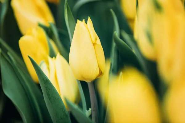 Gelbe Tulpenknospe Nahaufnahme Mit Grünen Blättern Stockbild