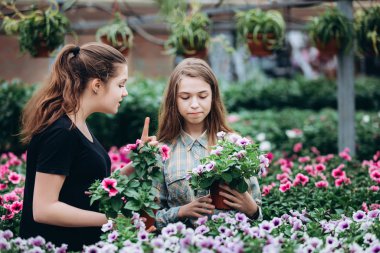 İki güzel Sloven kızı bir serada renkli çiçek fidelerini tartışıyor. Alışveriş, bahçıvanlık. Ekoloji