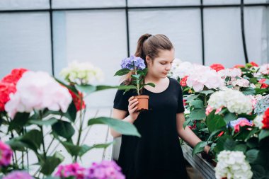 Genç, güzel, uzun saçlı bir kız bahar ortanca çiçekleriyle bir serada.