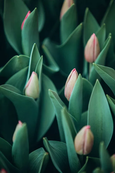 Nahaufnahme Rote Tulpenknospe Mit Grünen Blättern Stockfoto