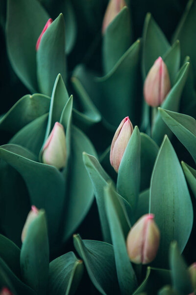 Close Red Tulip Bud Green Leaves Royalty Free Stock Images