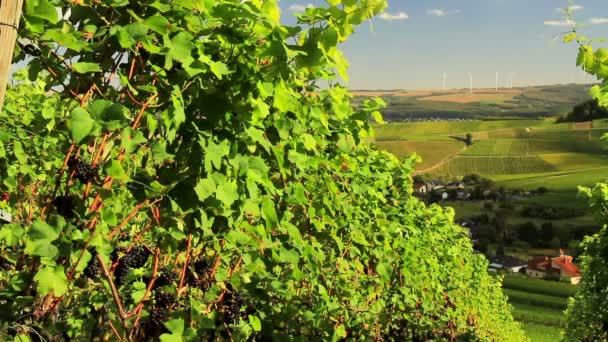 Vigneti della Valle della Mosella in previsione dell'annata . — Video Stock