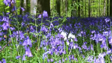 Bluebell çiçek (Hyacinthoides)