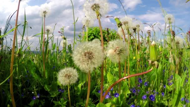 Meadow on the Luxembourg countryside — Stock Video