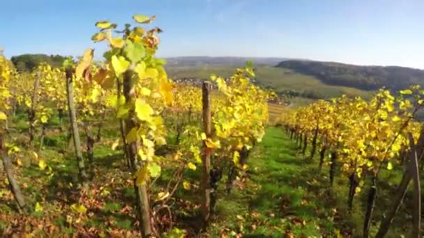 Viñedos Del Valle Del Mosela Otoño — Vídeos de Stock