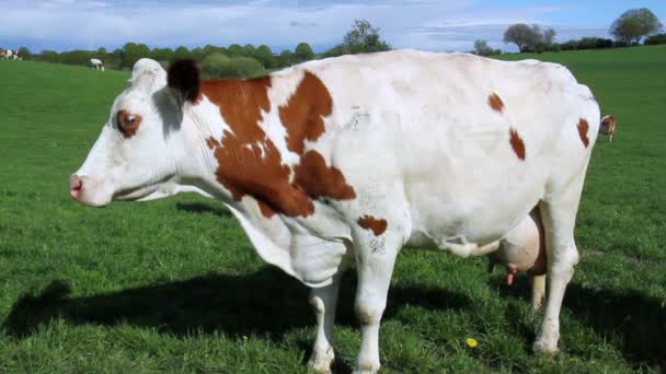 Mucche Sul Campo Nelle Campagne Lussemburghesi — Video Stock