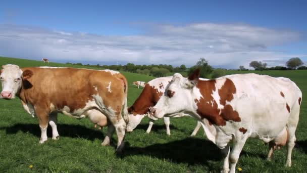 Les vaches sur le terrain dans la campagne luxembourgeoise .