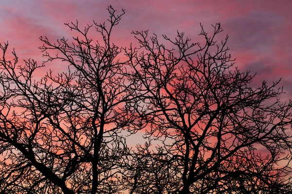 夕日を背景に葉のない冬の木 ストック写真