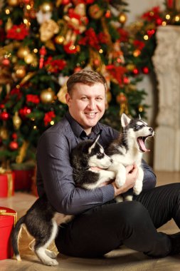 Bir backgro üzerinde oturan Noel'de husky yavruları adamla