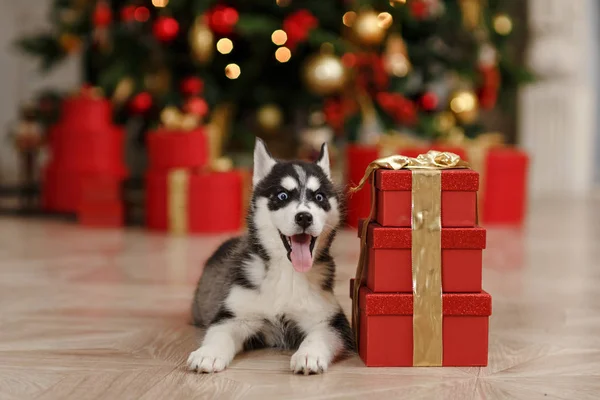 Czarno-biały husky szczeniaka w choinka jest w — Zdjęcie stockowe