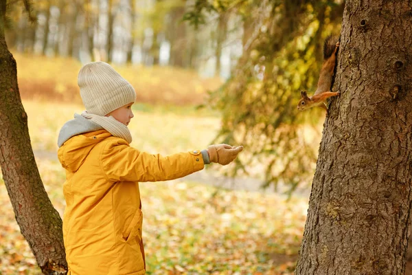 Menino adolescente em uma jaqueta amarela no outono, alimentando squi — Fotografia de Stock
