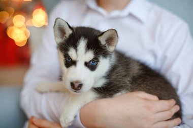 Küçük bir siyah ve beyaz Husky köpek yavrusu ellerini th arkasına oturur