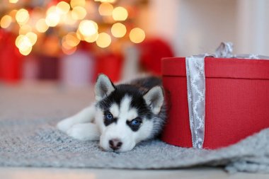 Bir küçük şirin siyah beyaz Husky köpek yavrusu kırmızı hediyesine yatıyor b