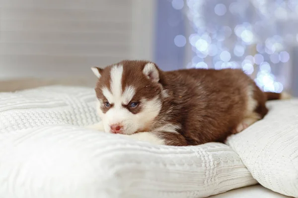 Een kleine bruine Husky pup ligt op het kussen, achter de kiest — Stockfoto