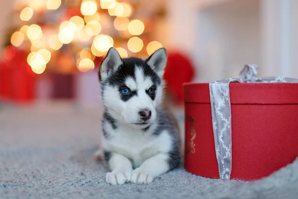 Um pequeno filhote de cachorro Husky preto e branco bonito encontra-se no presente vermelho, b — Fotografia de Stock