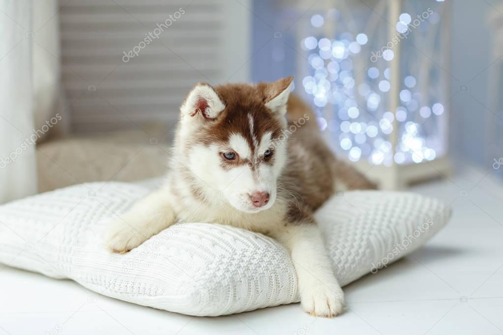 A small brown Husky puppy lies on the pillow, behind the Christm