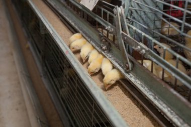 bir sürü küçük tavuk tarım çiftliğinde
