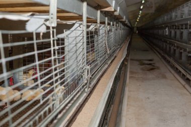 bir sürü küçük tavuk tarım çiftliğinde