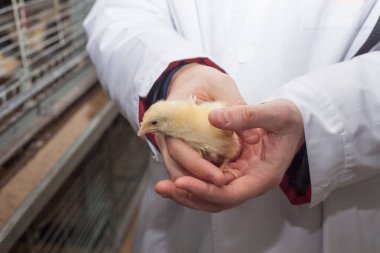 küçük bir tavuk çiftliğinde tutan çiftçi