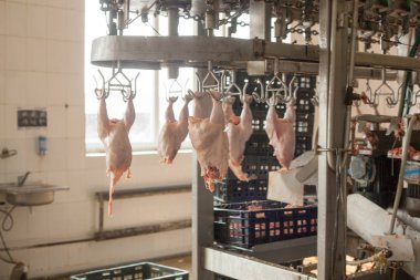 Fabrika tavuk eti üretimi için. teknolojik işlem.