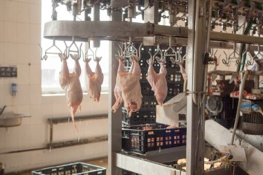 Fabrika tavuk eti üretimi için. teknolojik işlem.
