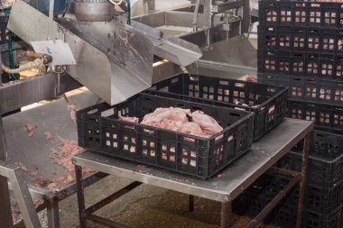 Fabrika tavuk eti üretimi için. teknolojik işlem.